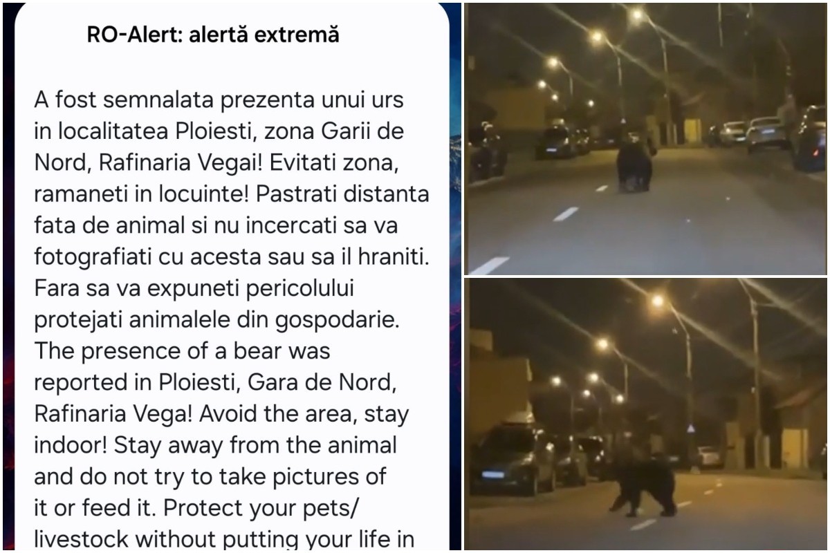 „Rambo 2”, la Ploieşti. Un urs de 250 kg, de negăsit de mai bine de 24 de ore. Oamenii au primit avertizări RO-Alert, dar au ignorat mesajul