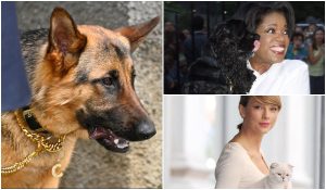 Ciobănescul german care trăiește cu o avere de sute de milioane de euro. Gunther VI este cel mai bogat câine din lume