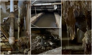 „Ne-am îngrozit! Şobolani morţi, vii, este o colcăială de mizerie”. Dezastru descoperit în subsolul Spitalului Judeţean Constanţa