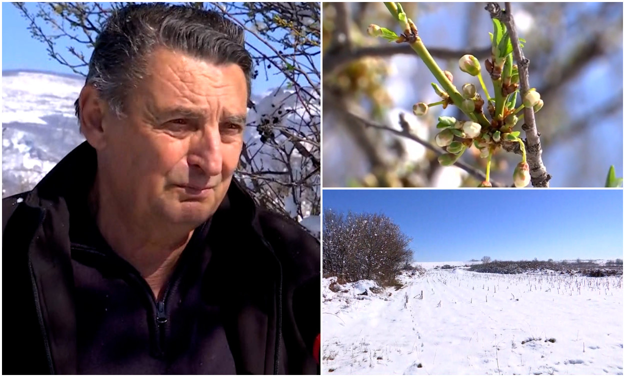 Trucurile folosite de fermieri pentru a-şi salva livezile de gerul nemilos: „Nu mai apelăm la metodele tradiţionale”