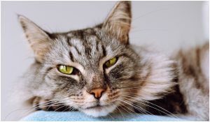 Țara din Europa cu cele mai multe pisici de companie găzduiește Campionatul Mondial Felin. Iara, din rasa Maine Coon, este favorită