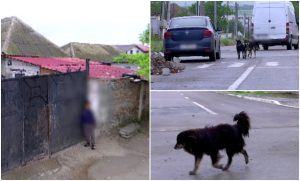 „Noi am crezut că este o păpuşă”. Copilaș de 2 ani, atacat de maidanezi pe o stradă din Medgidia. Micuțul se juca în fața curții