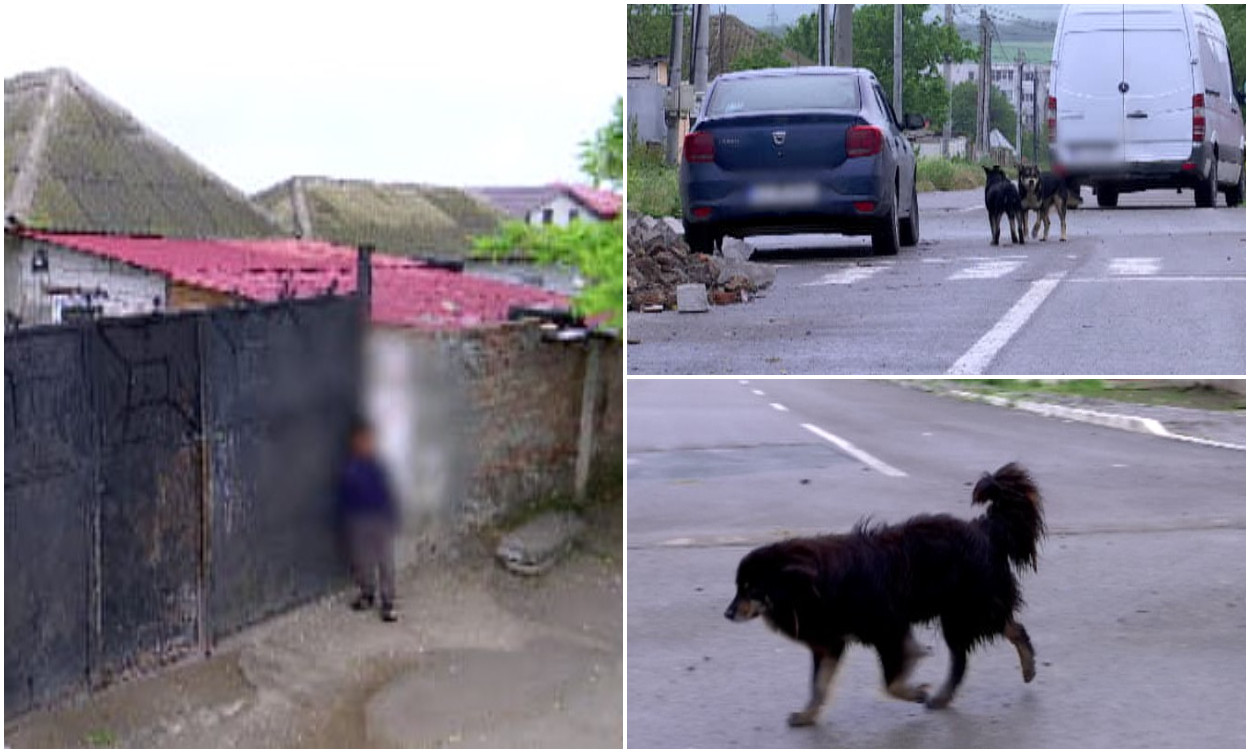 „Noi am crezut că este o păpuşă”. Copilaș de 2 ani, atacat de maidanezi pe o stradă din Medgidia. Micuțul se juca în fața curții