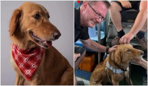 Căţeluşa Amber, dată dispărută în UK, a fost salvată după o lună de căutări. A parcurs în total 160 de km