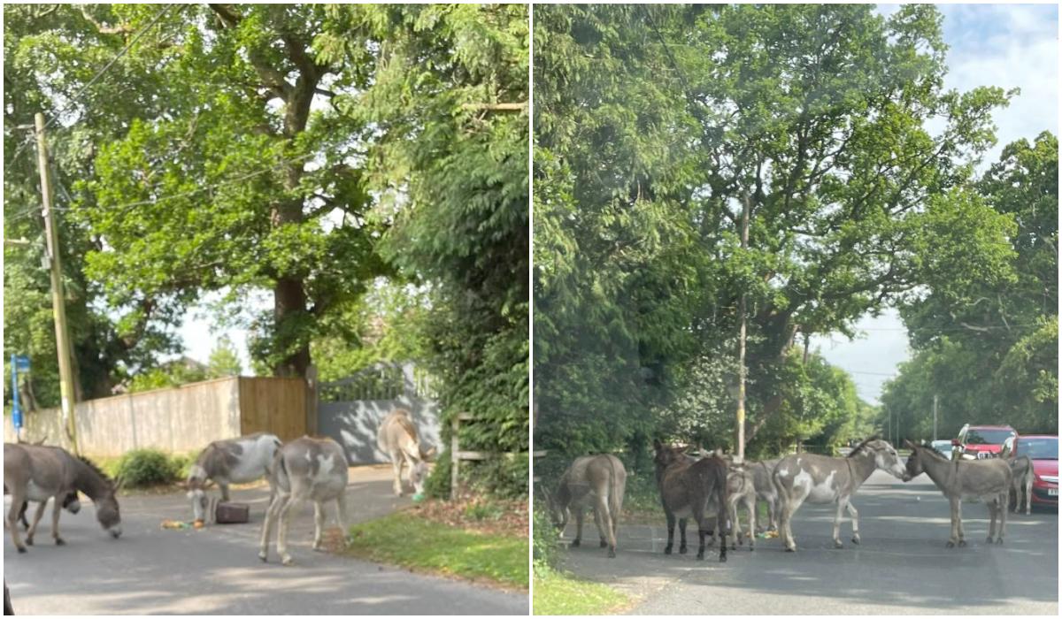 Un sat din Europa, asaltat de măgari în căutare de hrana, după o iniţiativă ecologică. Oamenii se tem de boli