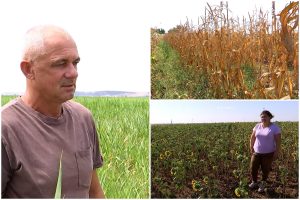 „Suntem la mila lui Dumnezeu”. Recoltele care vor scădea drastic din cauza secetei. Fermierii nu au soluții