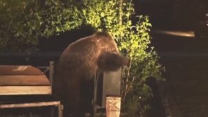 Trei urşi găsiţi morţi în Mureş, otrăviţi cu substanţe interzise: „Au început să-şi facă singuri dreptate”