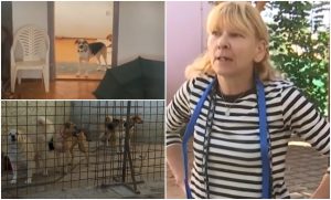 „Un coşmar!” Vecini îngroziţi de o chiriaşă care creştea 27 de câini într-o casă de 80 de mp, la Braşov