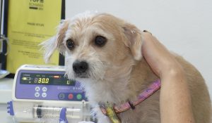 Crescătorii care umblă cu „câinele vopsit”. Cum sunt păcăliţi oamenii să cumpere maidanezi la preţuri de lux
