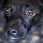 Mii de oameni cer interzicerea petardelor şi artificiilor în Capitală, pentru protejarea animalelor