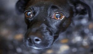 Mii de oameni cer interzicerea petardelor şi artificiilor în Capitală, pentru protejarea animalelor