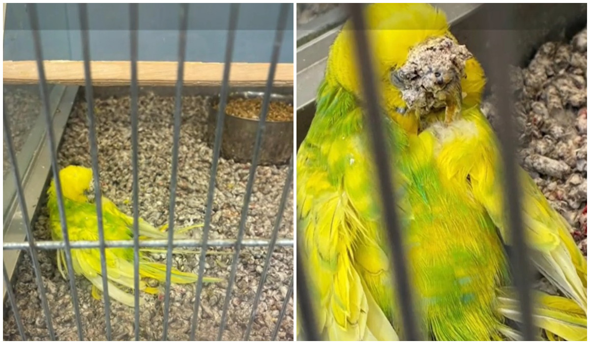 Animalele de companie, între adopţie şi afacere. Cazul peruşului Victoria, malnutrit şi uitat într-un petshop