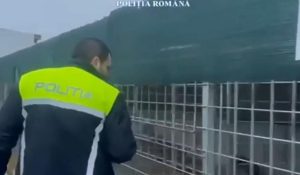 15.000 de câini, ucişi în moduri barbare: „Nu mă interesează pe mine, că nu i-au omorât în chinuri”