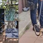 Întâlnirea neașteptată cu natura: Incidentul șarpelui din Galați și implicațiile sale