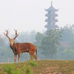 Reîntoarcerea unui Specie Dispărute: Impactul Reapariției Mistrețului cu Colți de Argint în Pădurile României