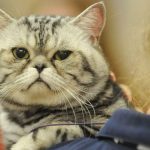 Pisicile și Singurătatea: Semnele Care Îți Arată Că Mica Ta Companie Suferă