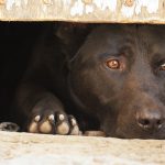 Reguli noi pentru animalele de companie în UE. Ce trebuie să ştie proprietarii