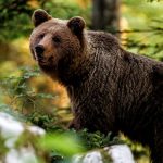 Urșii în Oraș: O Analiză a Fenomenului și Implicațiile pentru Cetățeni