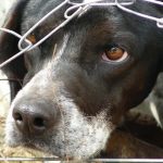 Sfârșitul unei practici controversate: Câinii NU vor mai putea fi ținuți în lanț