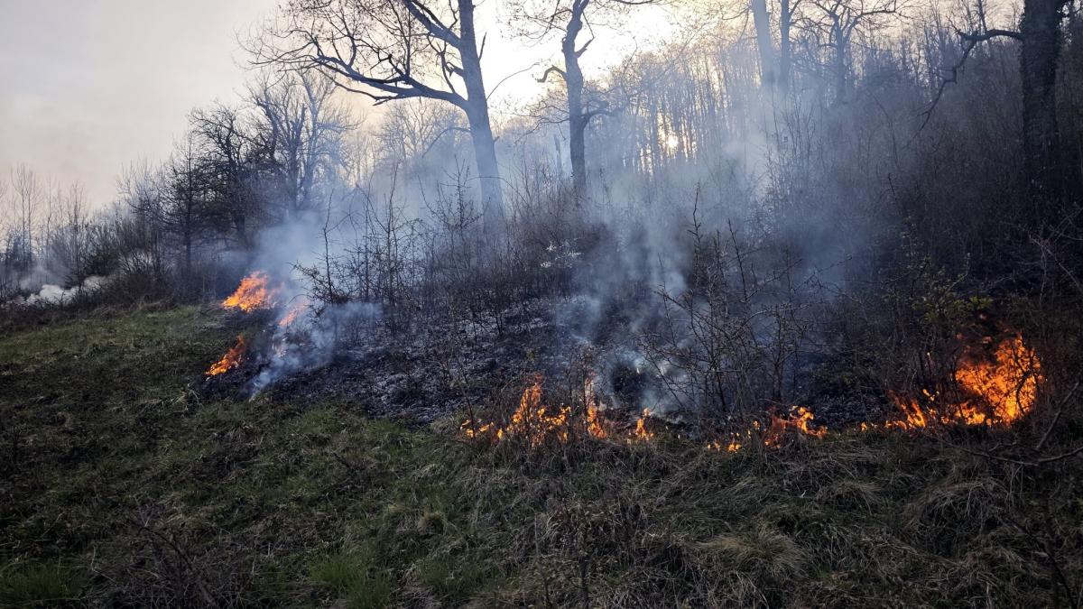 Incendiu devastator pe Valea Timișului: O analiză detaliată a impactului și intervențiilor în fața tragediilor de mediu