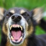 Atacurile canine în România: un semnal de alarmă pentru siguranța publică