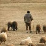 Impactul devastator al câinilor fără stăpân asupra crescătorilor de animale din România