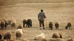 Impactul devastator al câinilor fără stăpân asupra crescătorilor de animale din România