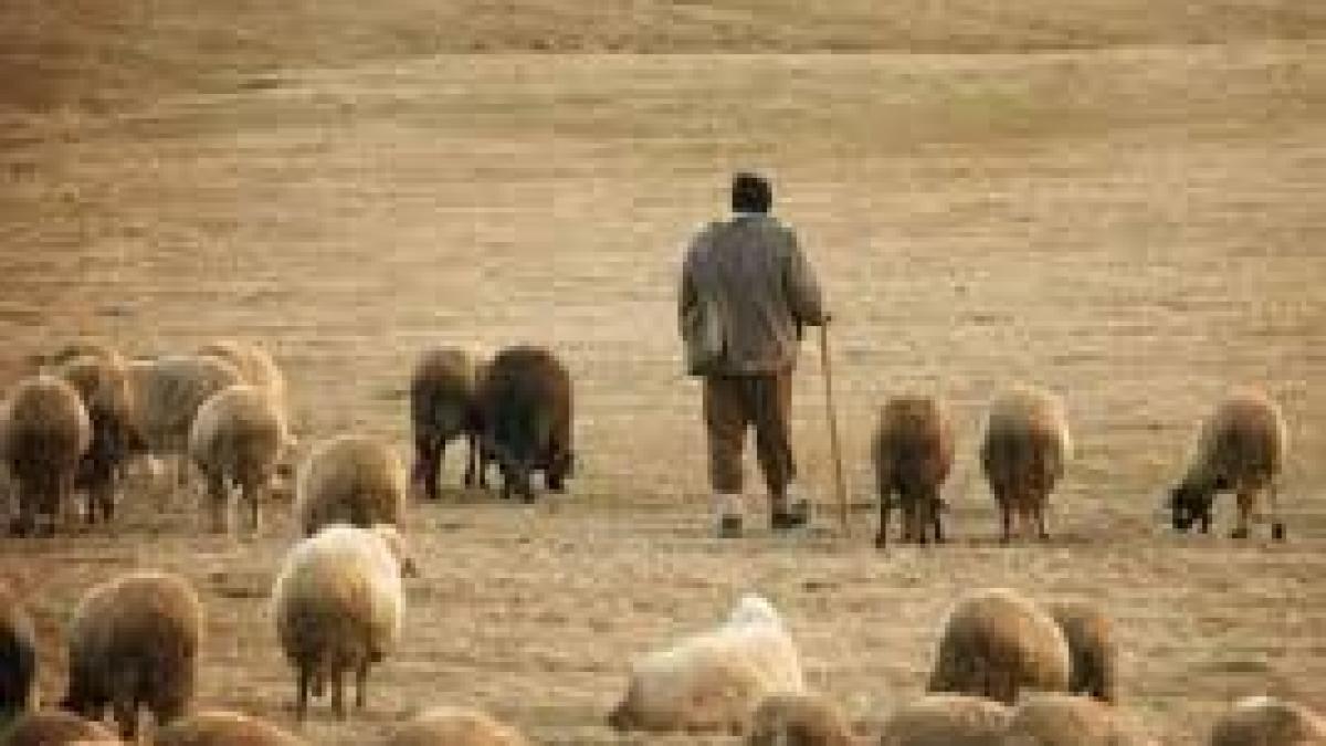 Impactul devastator al câinilor fără stăpân asupra crescătorilor de animale din România