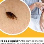 Ploșnițele: Pericolul Invizibil din Casa Ta și Cum Să Îți Protejezi Spațiul de Ele