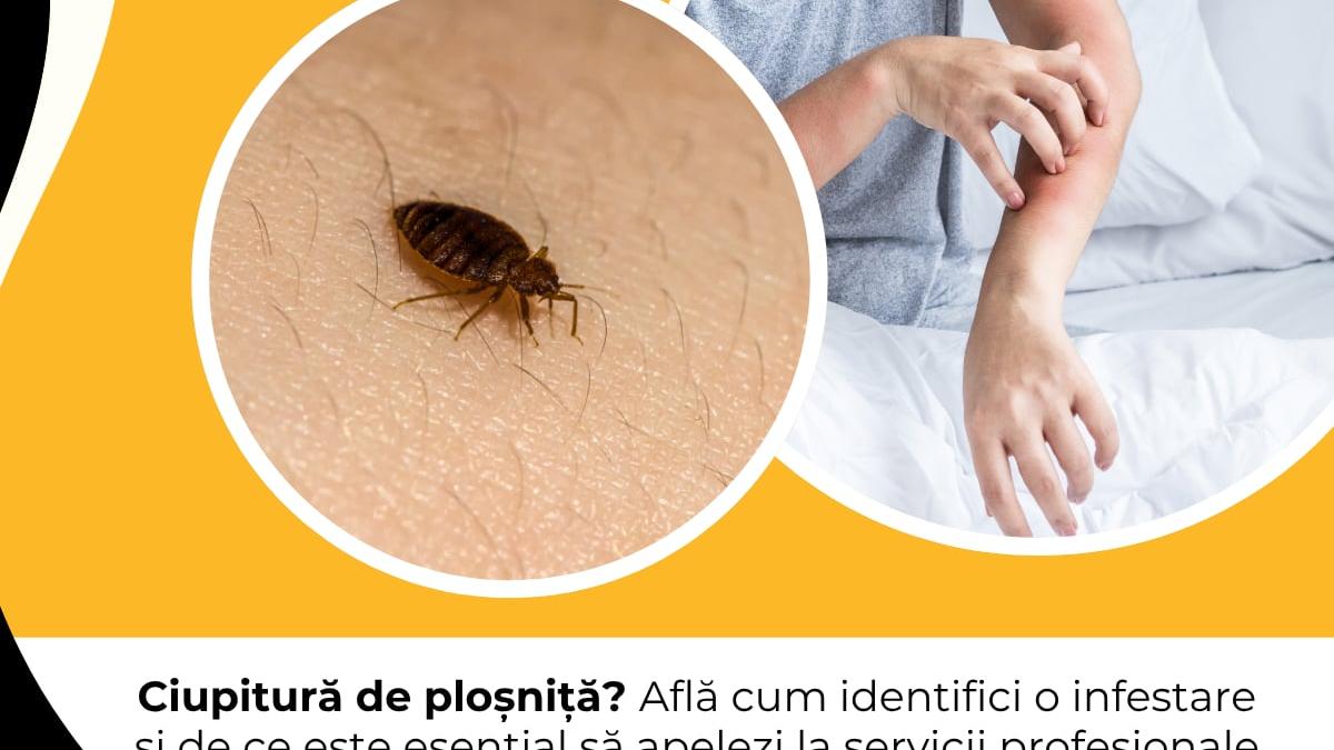 Ploșnițele: Pericolul Invizibil din Casa Ta și Cum Să Îți Protejezi Spațiul de Ele