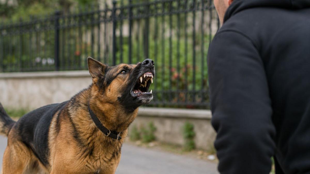 Câinii și intuiția lor: Cum disting pericolul în comportamentul uman