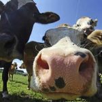 Furturile misterioase din fermele germane: O amenințare pentru agricultura națională