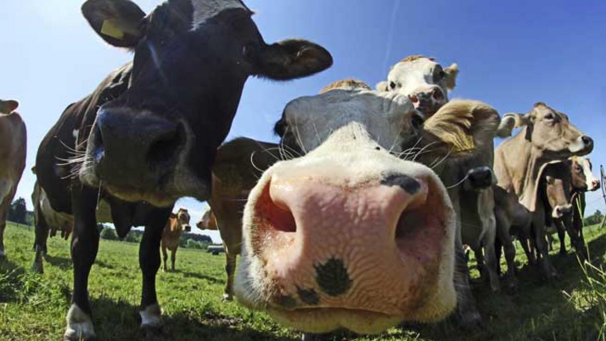 Furturile misterioase din fermele germane: O amenințare pentru agricultura națională