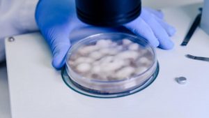 Infecțiile fungice: O amenințare globală în expansiune și provocările tratamentului