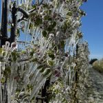 Impactul blocării celor 200 de milioane de euro din Fondul de Risc pentru Agricultură: O analiză detaliată