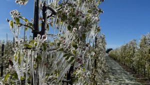 Impactul blocării celor 200 de milioane de euro din Fondul de Risc pentru Agricultură: O analiză detaliată