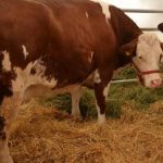 Revenirea bolii limbii albastre în România: Provocări și Implicații pentru Agricultura Națională
