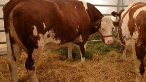 Revenirea bolii limbii albastre în România: Provocări și Implicații pentru Agricultura Națională