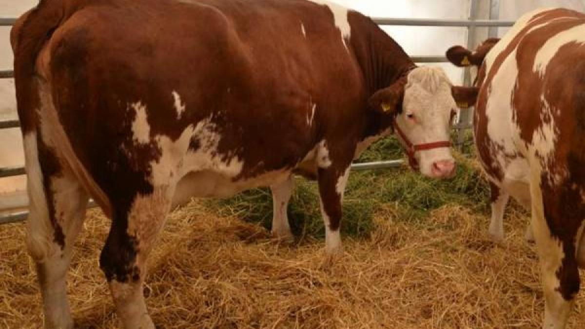 Revenirea bolii limbii albastre în România: Provocări și Implicații pentru Agricultura Națională