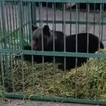 Ursul din Câmpina: Un Semnal de Alarmă pentru Coexistența cu Fauna Sălbatică