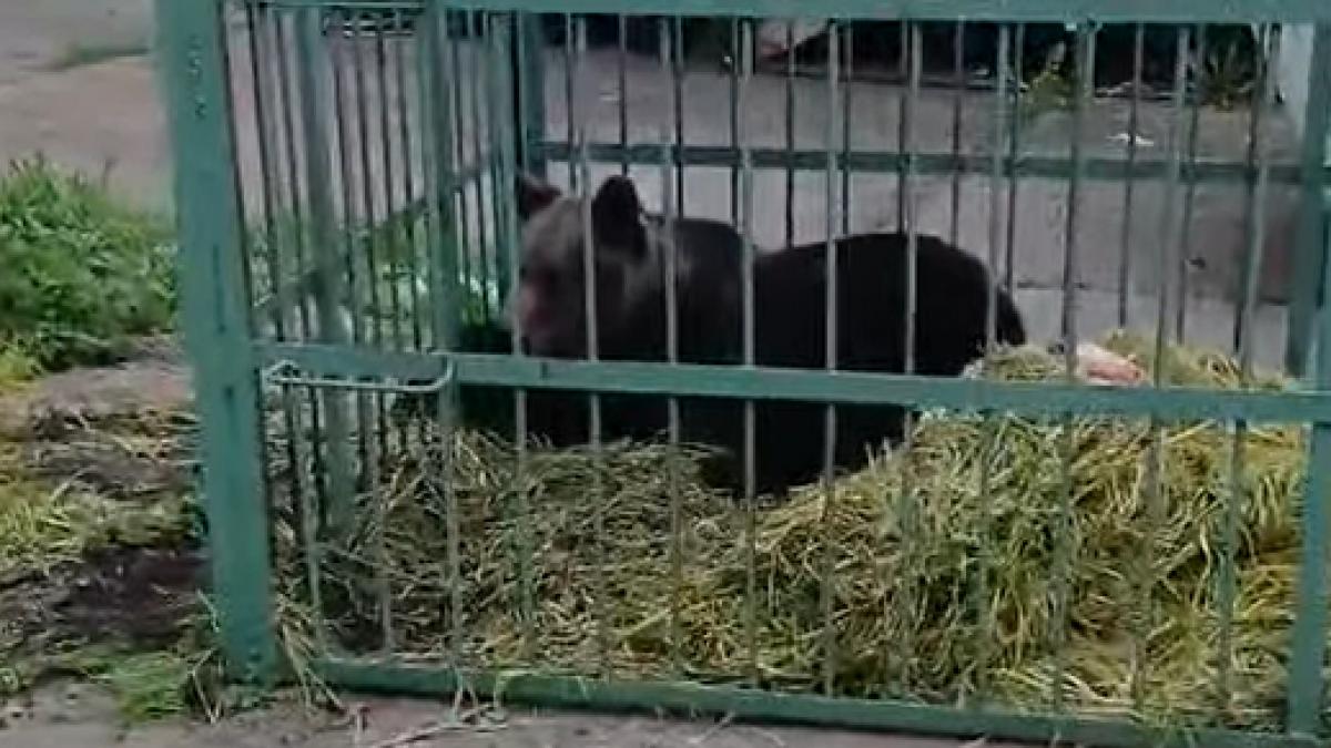 Ursul din Câmpina: Un Semnal de Alarmă pentru Coexistența cu Fauna Sălbatică