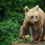 Gest simbolic: Președintele Poloniei adoptă un urs în România, o poveste cu multiple implicații