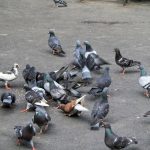 Interzicerea hrănirii porumbeilor în România: O măsură controversată cu implicații profunde