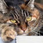 Pisicile pot fi educate: Revelațiile veterinariilor despre metodele eficiente de dresaj fără pedeapsă
