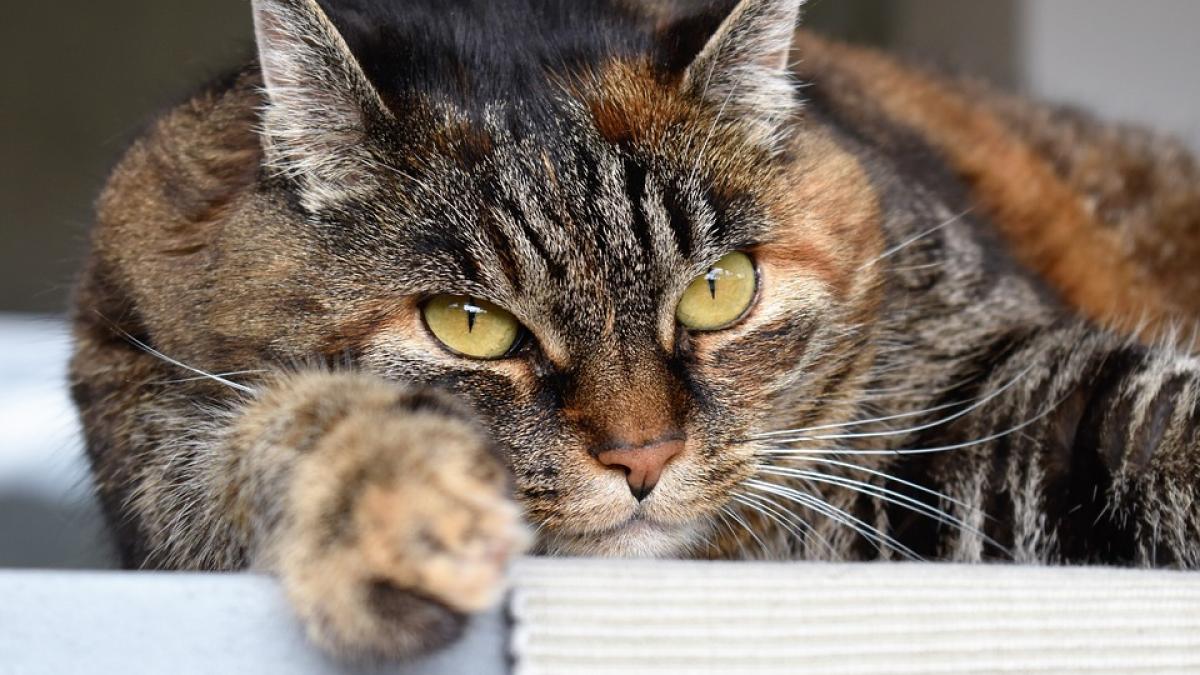Pisicile pot fi educate: Revelațiile veterinariilor despre metodele eficiente de dresaj fără pedeapsă