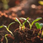 Secretele unei grădini sănătoase: Descoperă 6 lucruri esențiale despre plantele tale