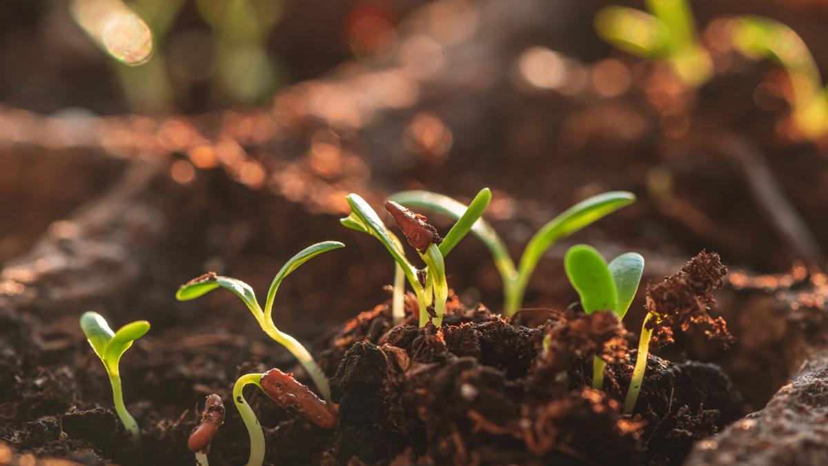Secretele unei grădini sănătoase: Descoperă 6 lucruri esențiale despre plantele tale