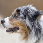 De ce nu există mamifere albastre: O explorare a culorilor din natură și semnificația lor evolutivă