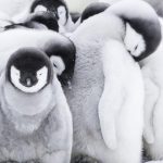 Pinguinii și secretul relațiilor fericite: Lecții din lumea animalelor pentru oamenii moderni