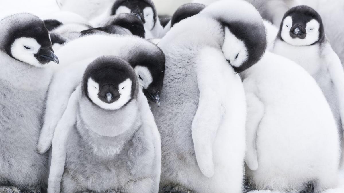 Pinguinii și secretul relațiilor fericite: Lecții din lumea animalelor pentru oamenii moderni